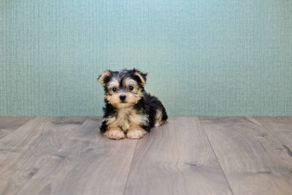 Adorable Yorkie Designer Puppy