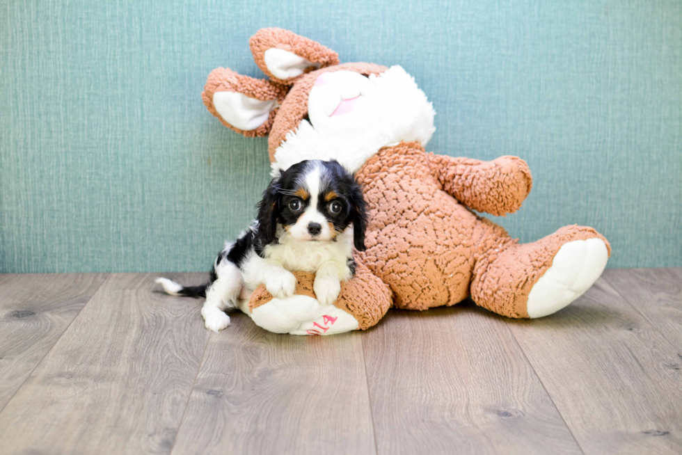 Cavalier King Charles Spaniel Pup Being Cute