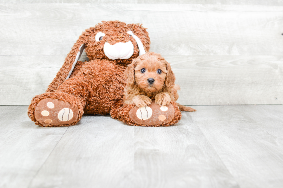 Happy Cavapoo Baby