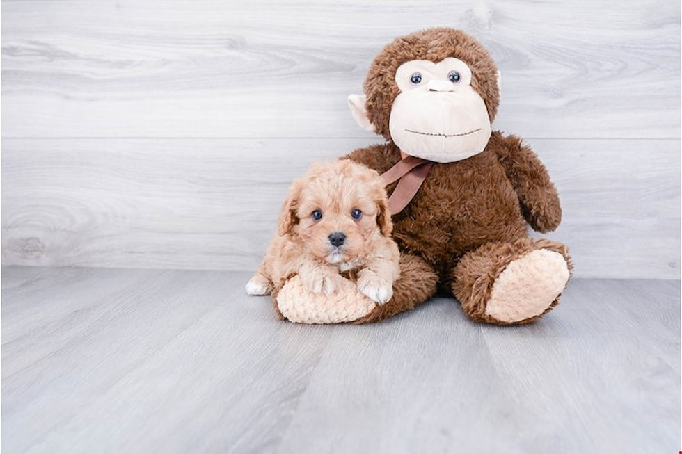 Cavapoo Puppy for Adoption