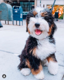 Fluffy Bernadoodle Poodle Mix Pup