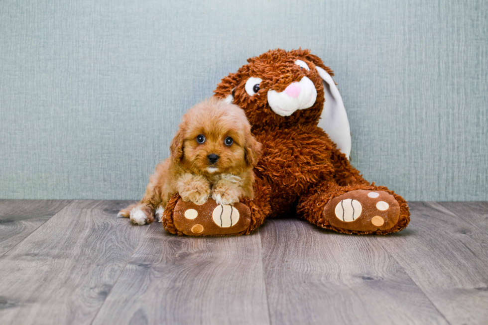 Energetic Cavoodle Poodle Mix Puppy