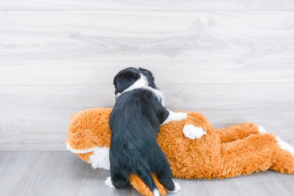 Friendly Mini Aussiedoodle Baby