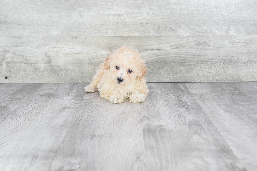 Funny Maltipoo Poodle Mix Pup