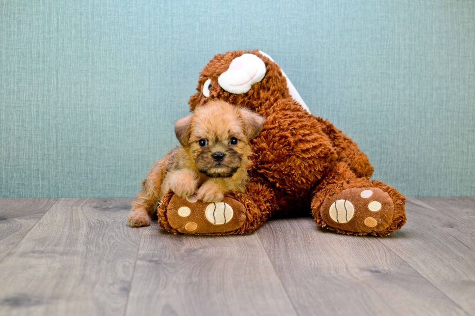 Brussels Griffon Pup Being Cute