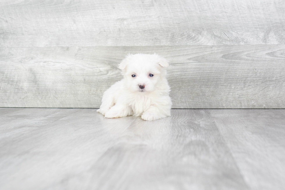Fluffy Maltese Purebred Puppy