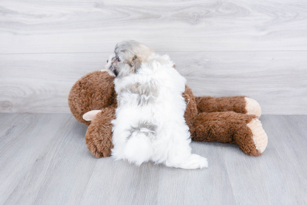 Maltipoo Pup Being Cute