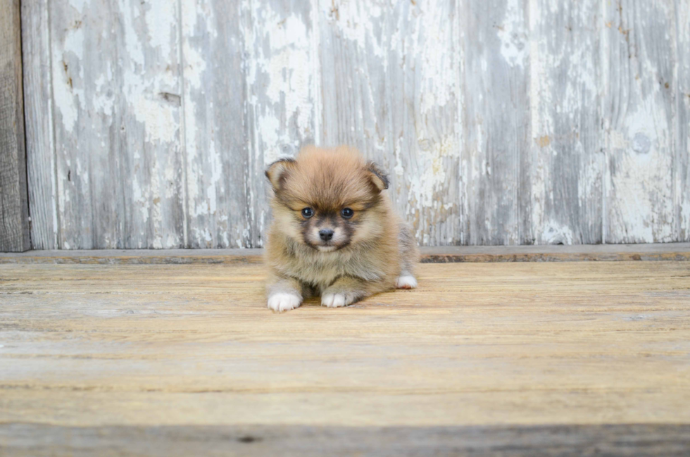 Playful Pomeranian Purebred Pup