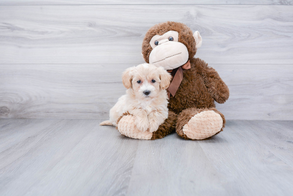 Maltipoo Pup Being Cute