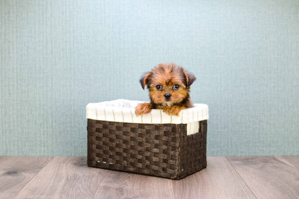 Meet Carebear - our Shorkie Puppy Photo 