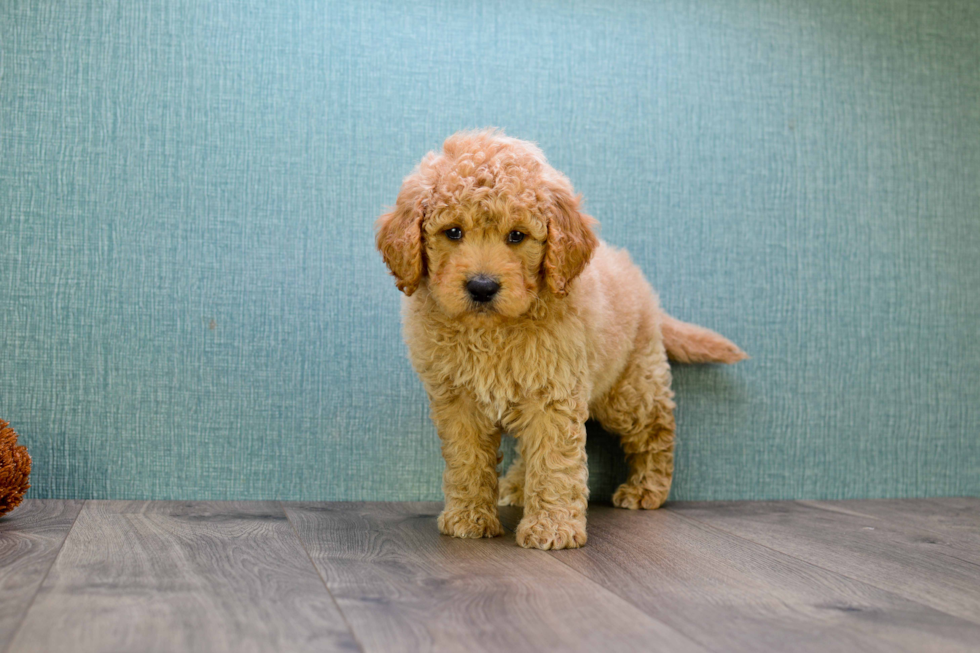 Mini Goldendoodle Puppy for Adoption