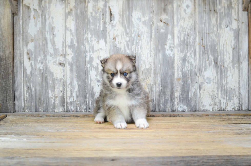 Adorable Mini Husky Designer Puppy