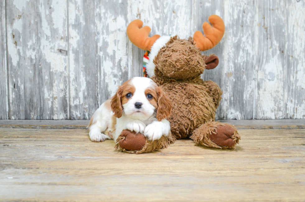 Akc Registered Cavalier King Charles Spaniel Purebred Pup