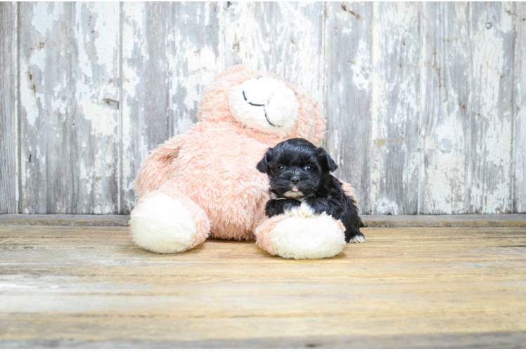 Friendly Shorkie Baby