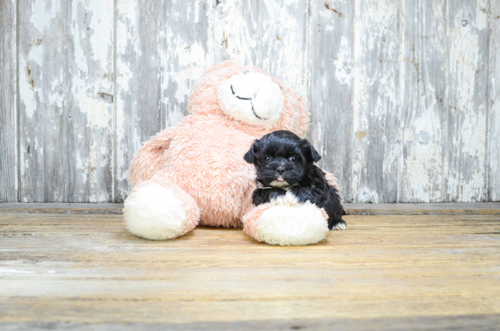 Friendly Shorkie Baby