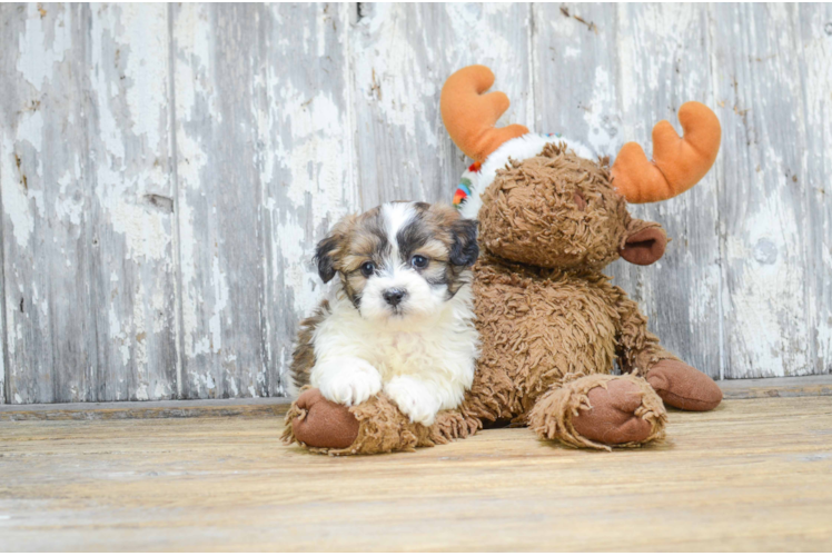 Little Shichon Designer Puppy