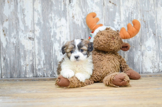 Little Shichon Designer Puppy