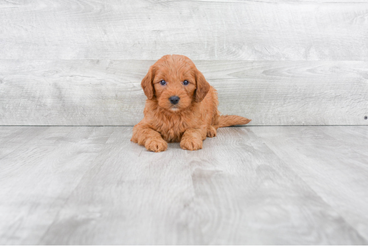 Fluffy Mini Goldendoodle Poodle Mix Pup