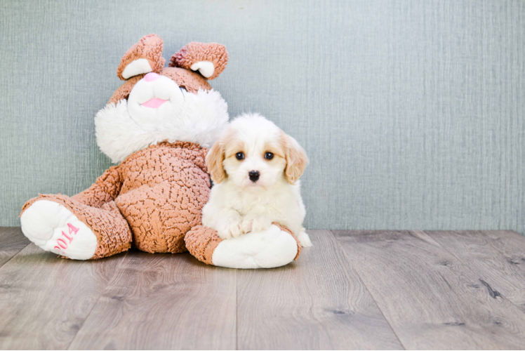 Cavachon Puppy for Adoption