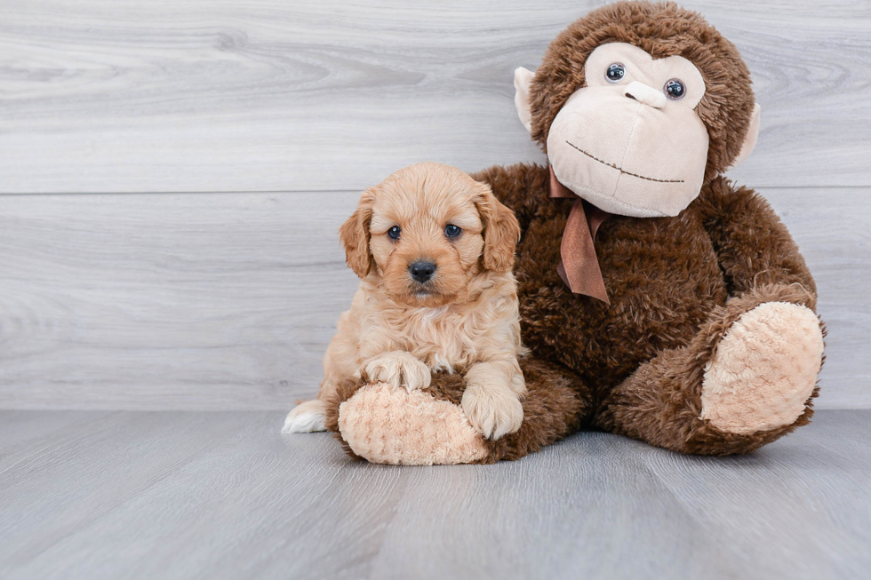 Petite Cavapoo Poodle Mix Pup