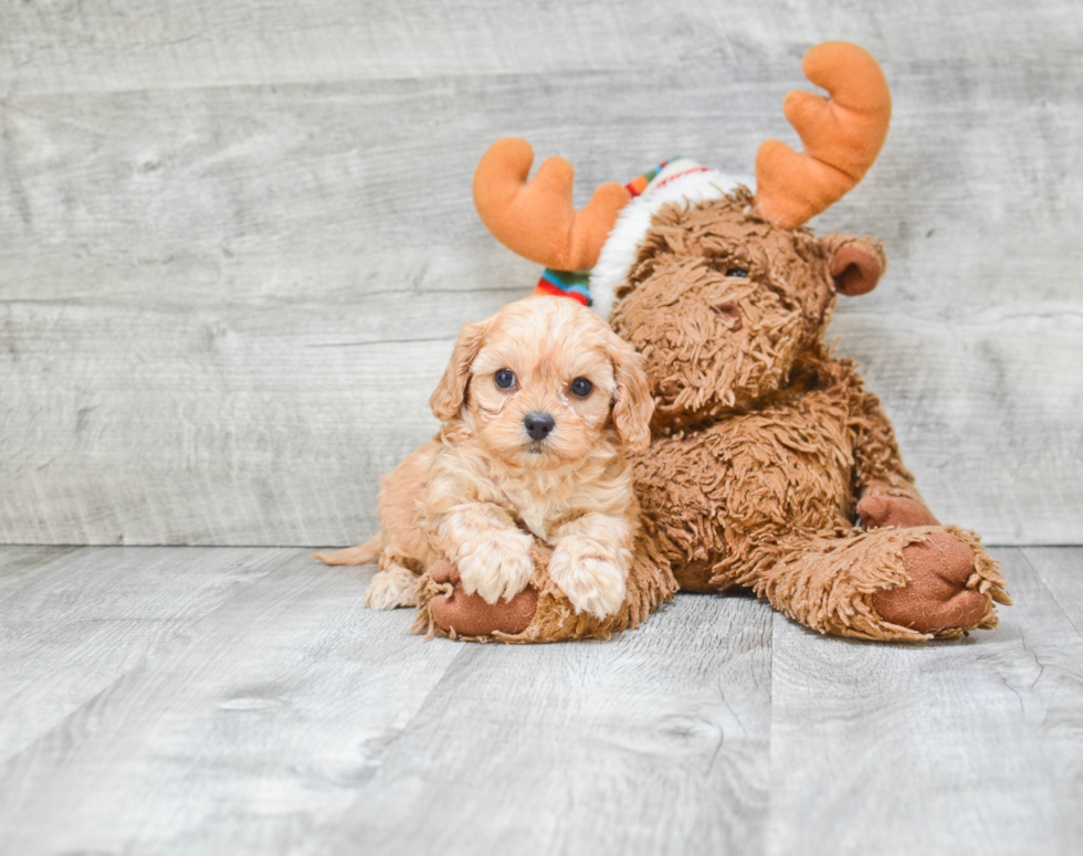 Best Cavapoo Baby