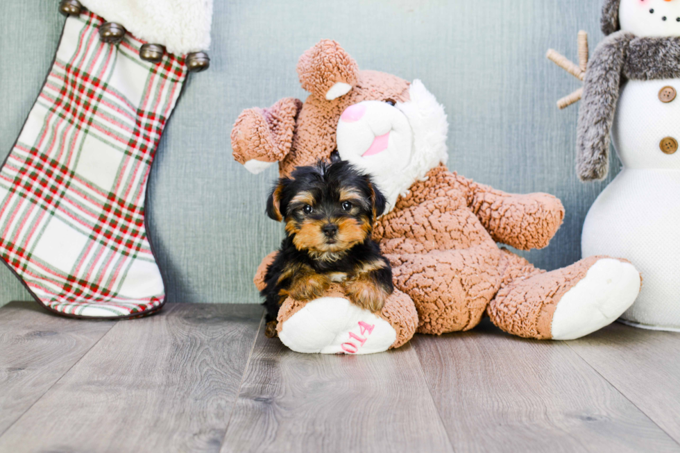 Meet Twinkle - our Yorkshire Terrier Puppy Photo 