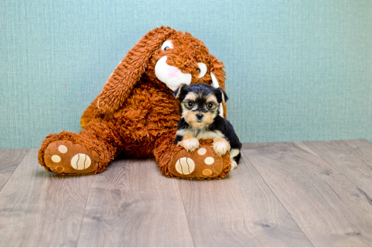 Friendly Morkie Baby