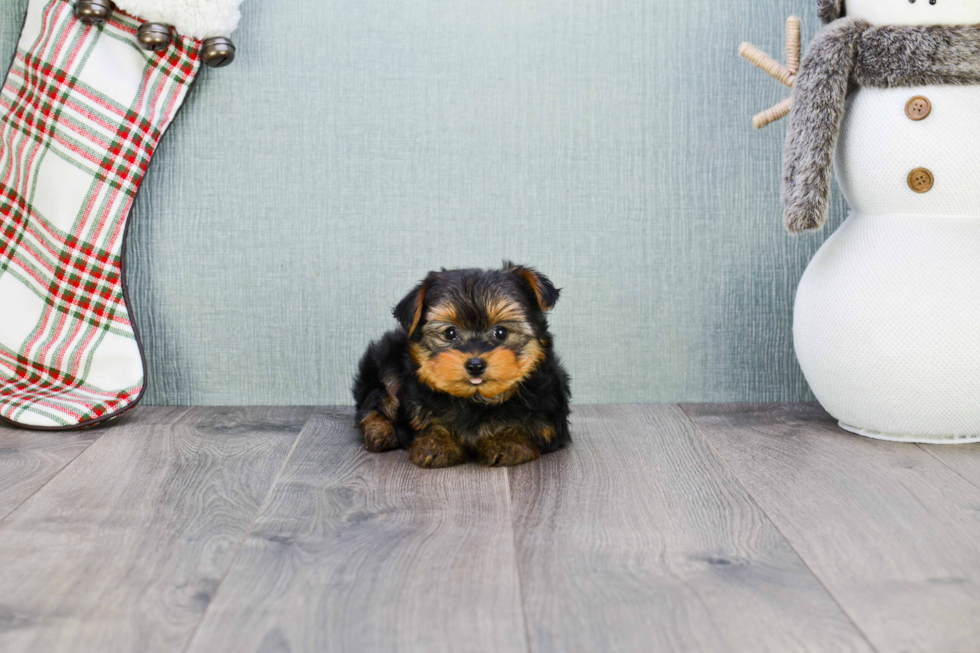 Meet Beckham - our Yorkshire Terrier Puppy Photo 