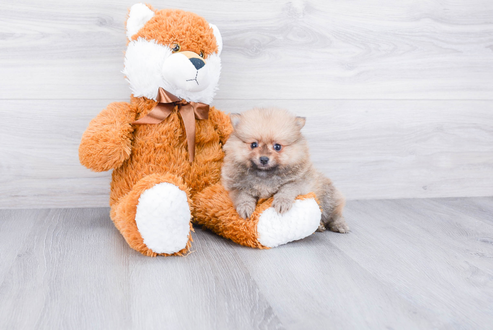 Best Pomeranian Baby