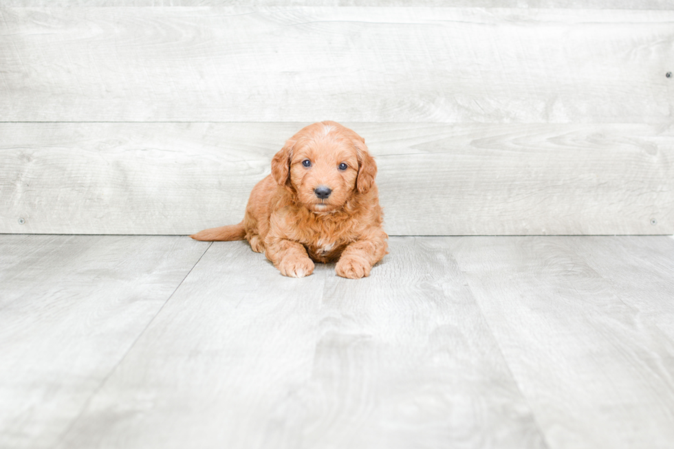 Best Mini Goldendoodle Baby