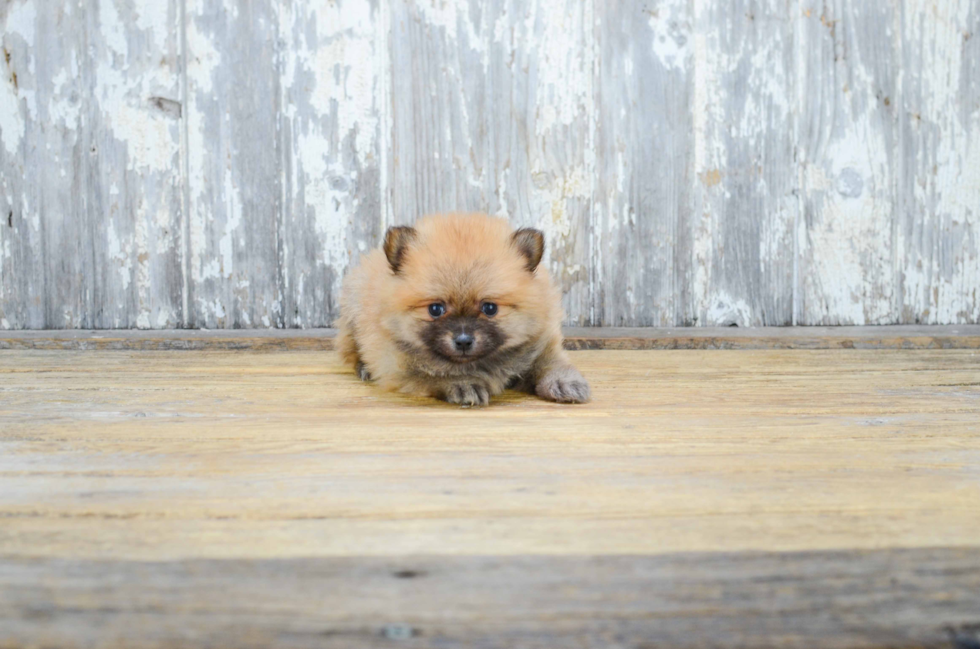 Popular Pomeranian Baby