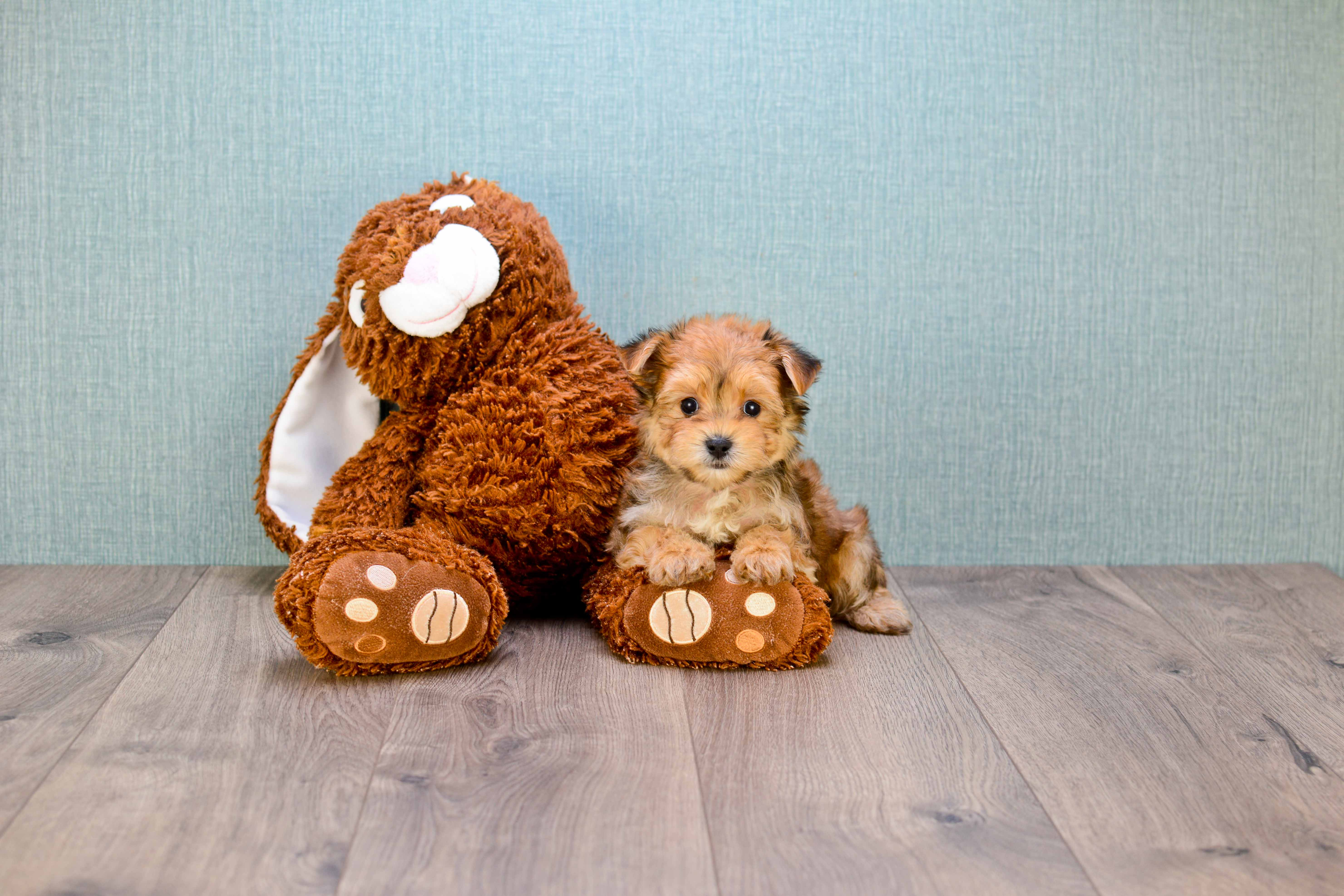 Best Morkie Baby