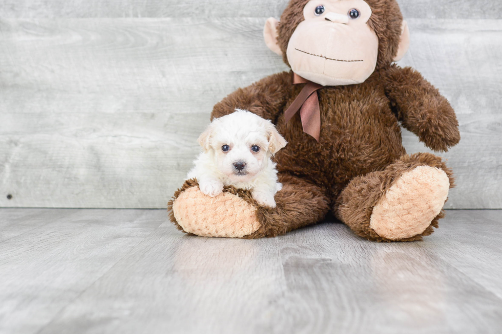 Maltipoo Puppy for Adoption