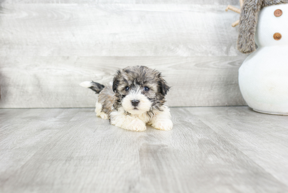 Best Havanese Baby