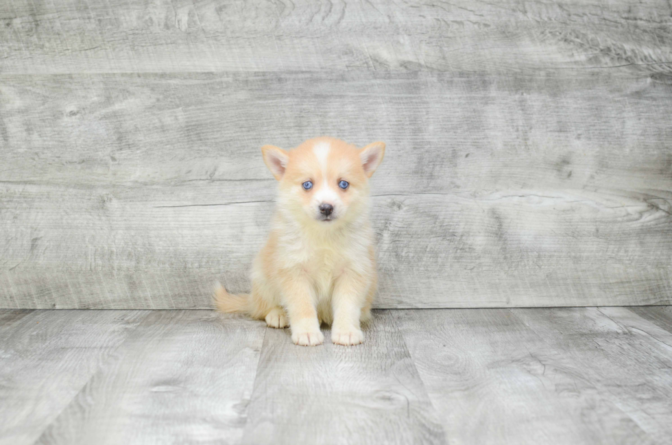 Pomsky Puppy for Adoption