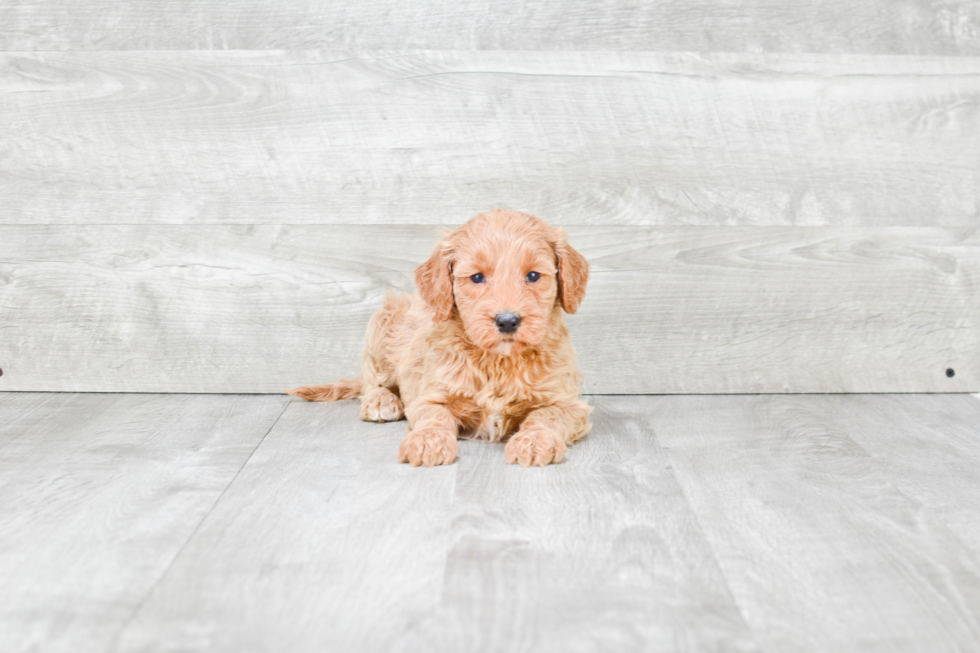 Mini Goldendoodle Pup Being Cute