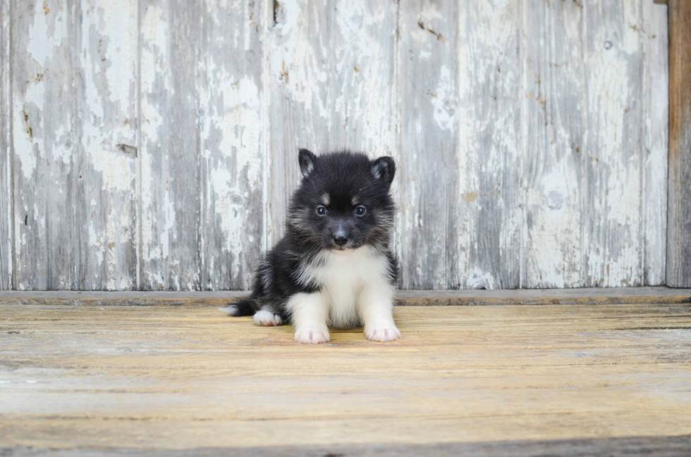 Adorable Mini Husky Designer Puppy