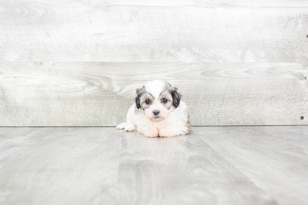 Teddy Bear Puppy for Adoption