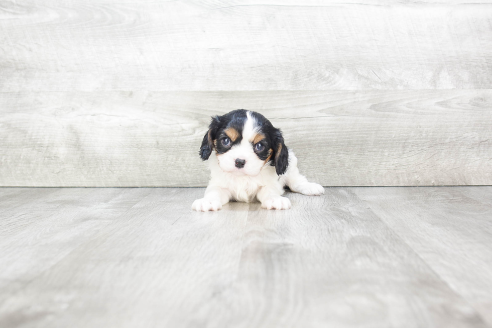 Akc Registered Cavalier King Charles Spaniel Baby