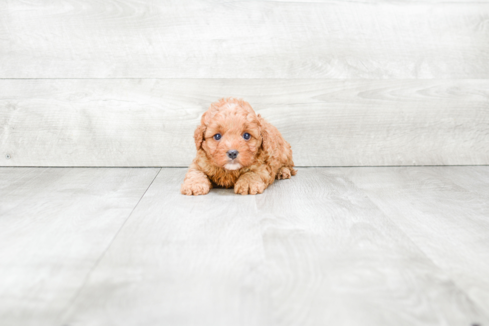 Sweet Cavapoo Baby