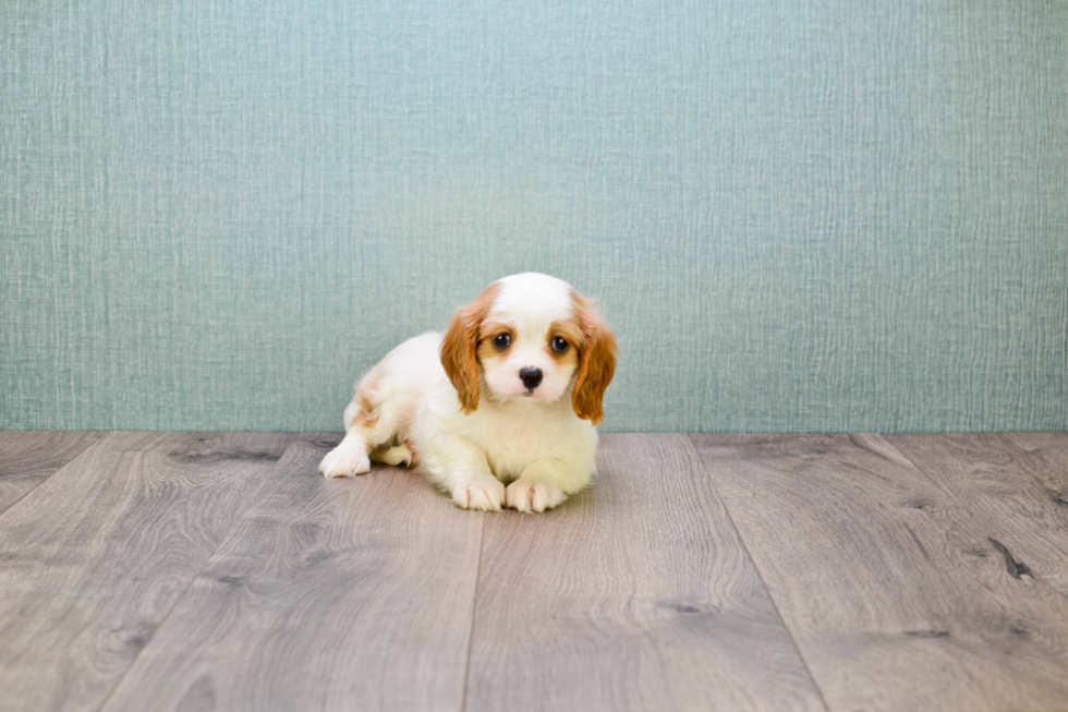 Cavalier King Charles Spaniel Pup Being Cute