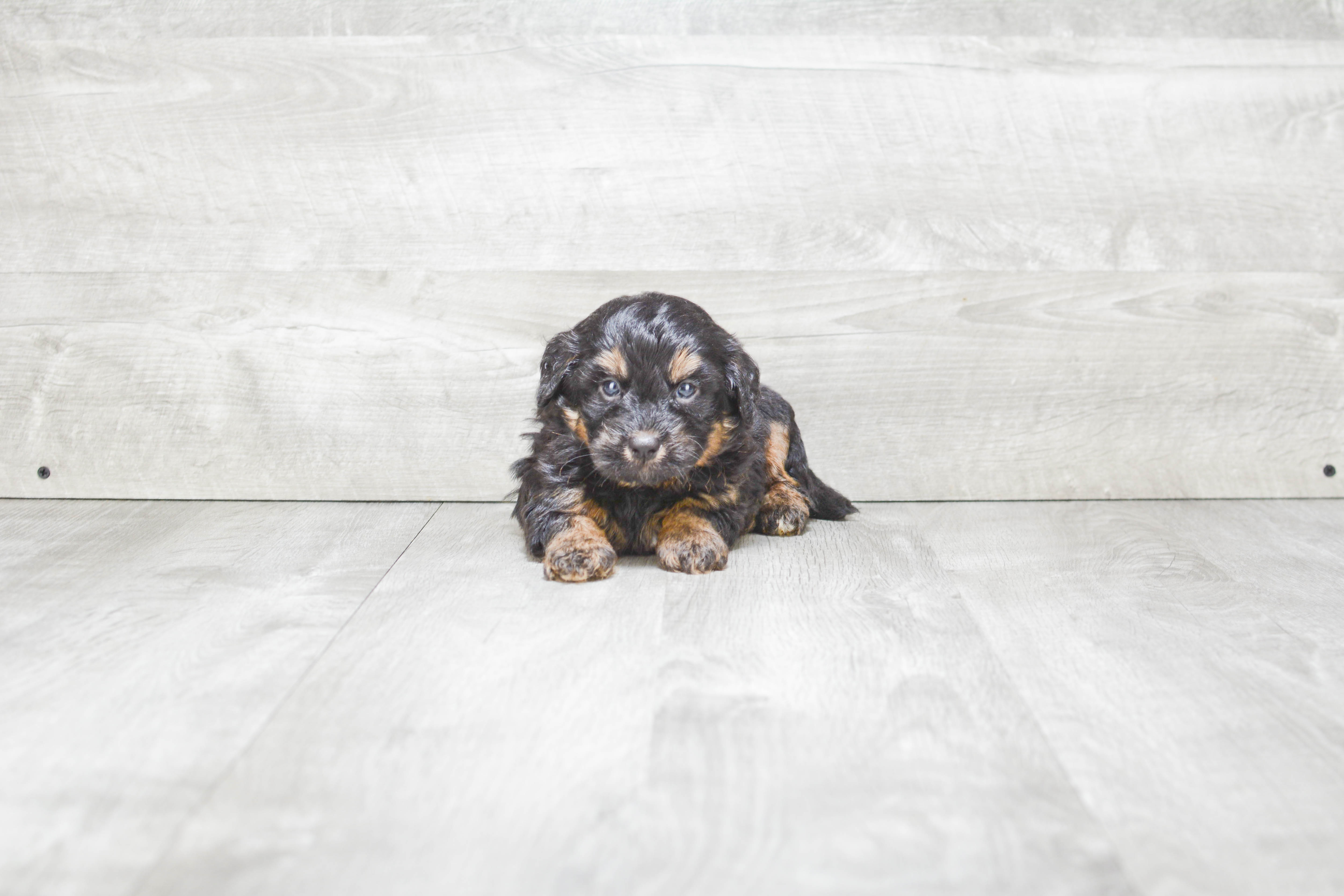 Mini Bernedoodle Puppy for Adoption
