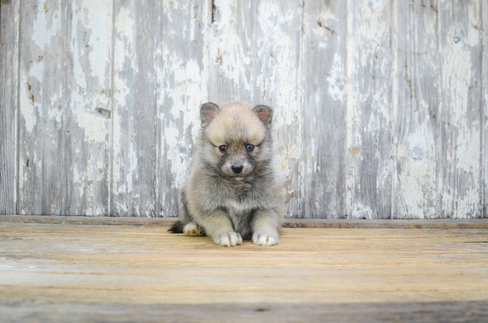 Small Pomsky Baby