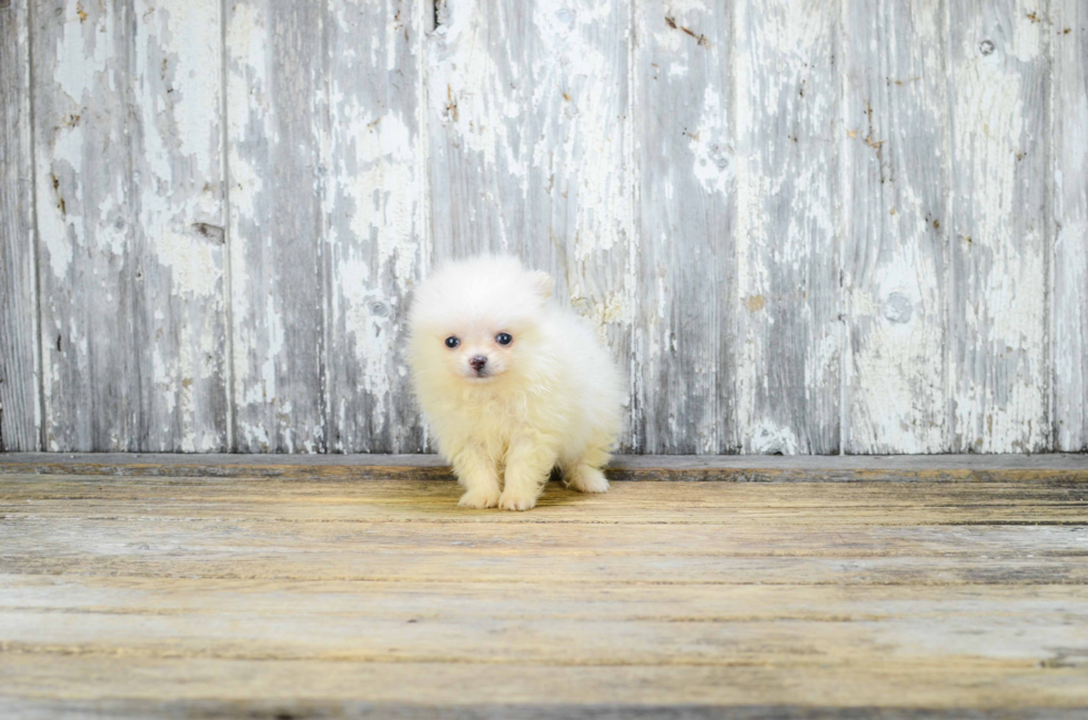 Best Pomeranian Baby