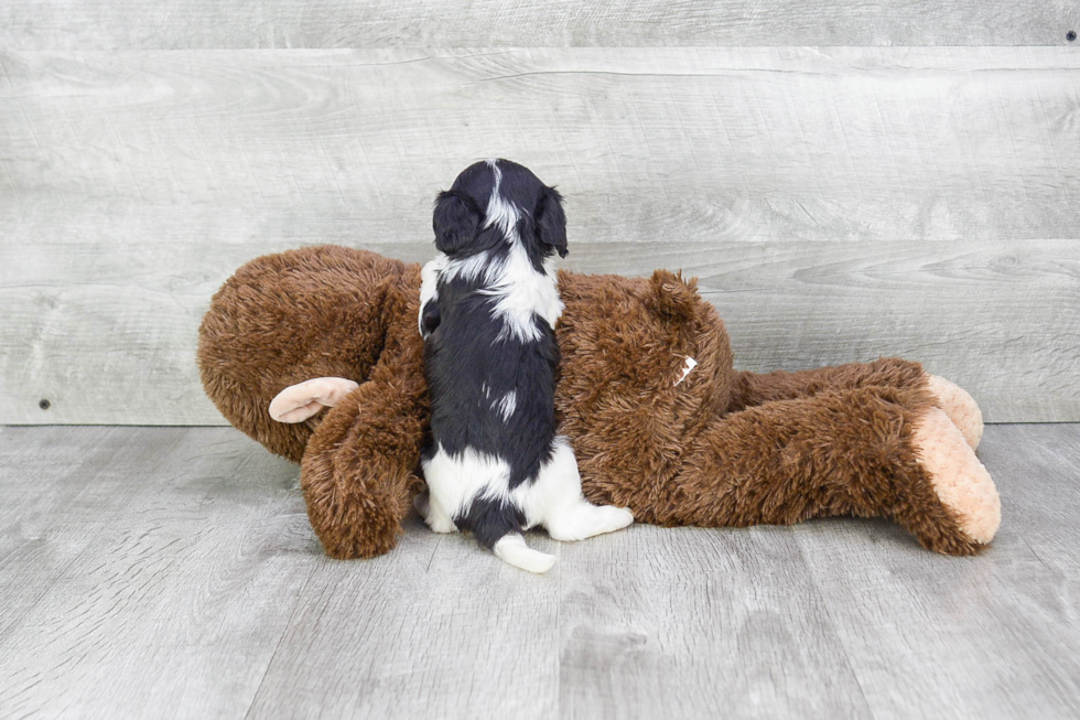 Funny Cavachon Designer Pup