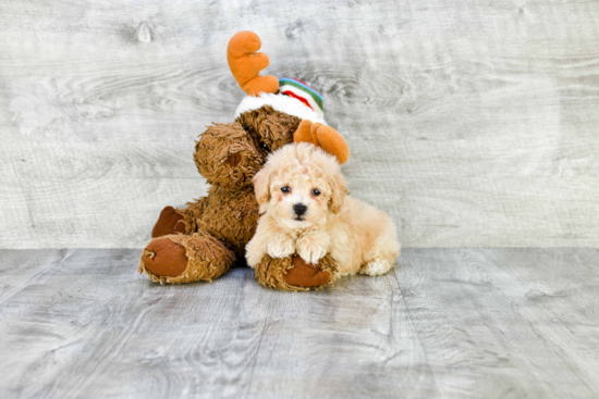 Little Maltepoo Poodle Mix Puppy