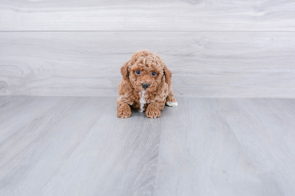 Poodle Pup Being Cute