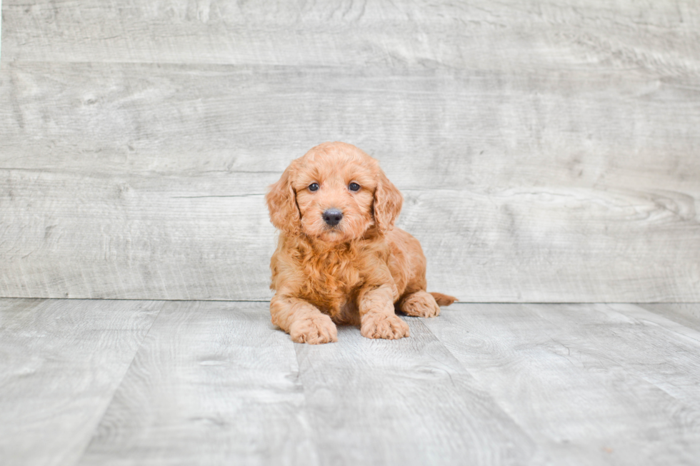 Best Mini Goldendoodle Baby