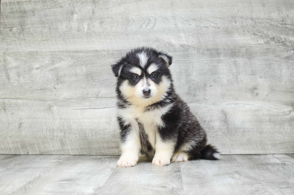 Energetic Mini Husky Designer Puppy