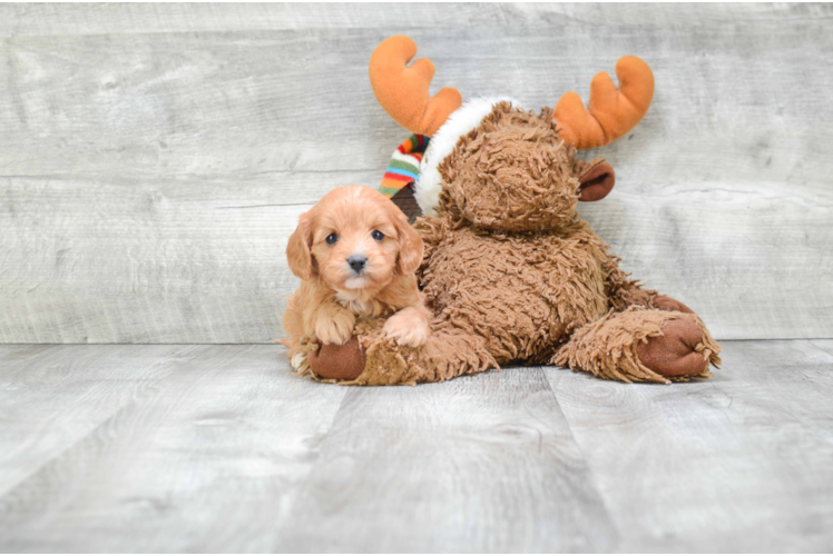 Adorable Cavoodle Poodle Mix Puppy